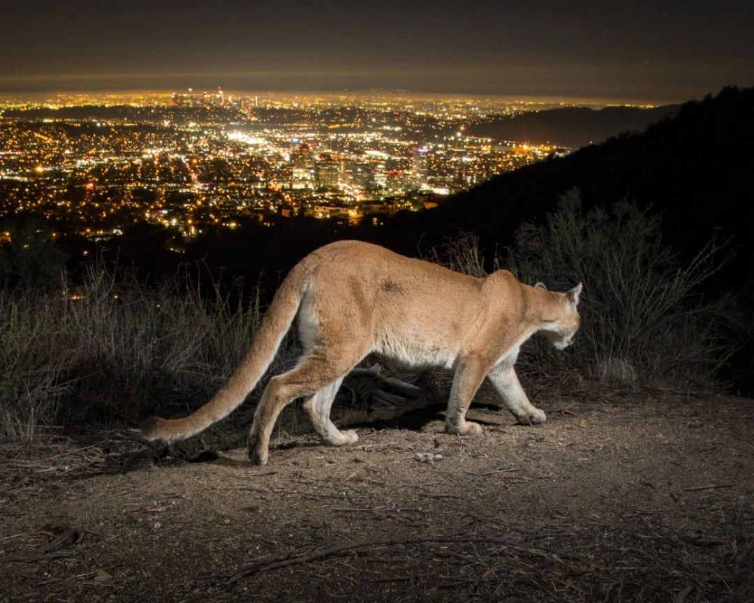Save LA Cougars Cougar Conservancy